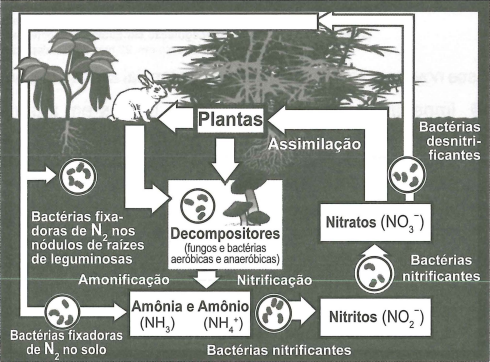 Ciclo do nitrogênio